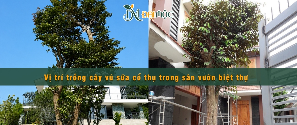 Vị trí trồng cây vú sữa cổ thụ trong sân vườn biệt thự phù hợp