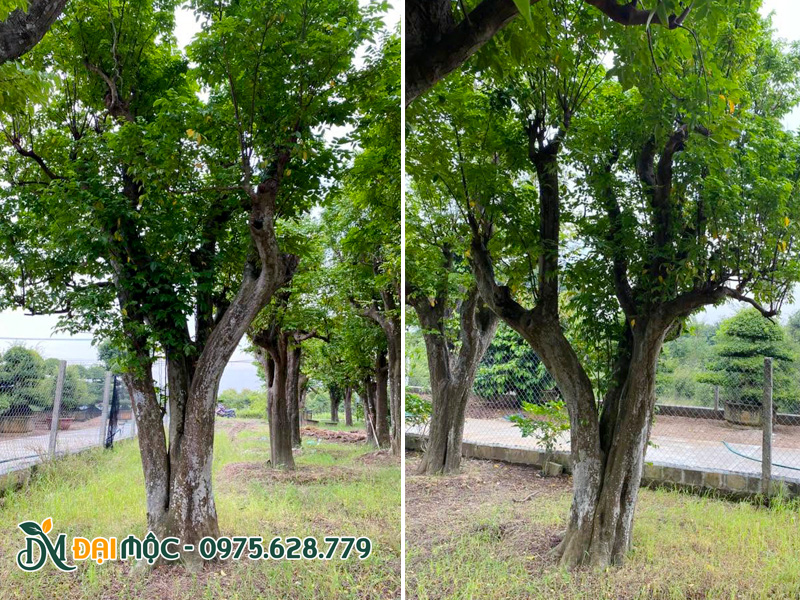 Bãi dưỡng ủy cây khế cổ thụ quy mô lớn tại miền Bắc