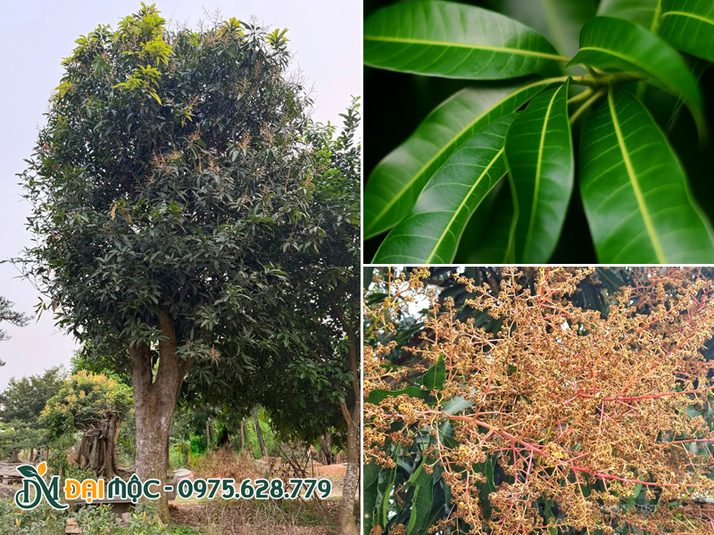 Cây xoài cổ thụ đang ra hoa, tán lá xanh bóng