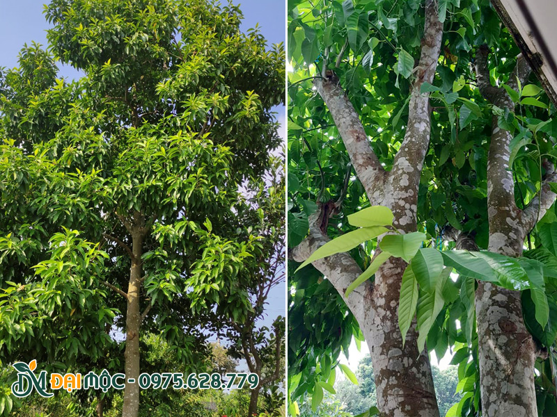 Ngọc lan cổ thụ cao 7 - 8m, đường kính tán lớn