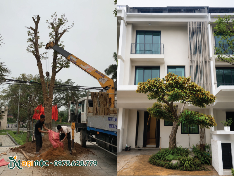 Hạ tầng an toàn nhờ chọn vị trí trồng phù hợp