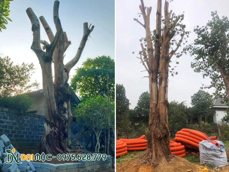 Chăm sóc cây bồ đề cổ thụ mới dưỡng ủ, có cây được quân thân để giữ ẩm