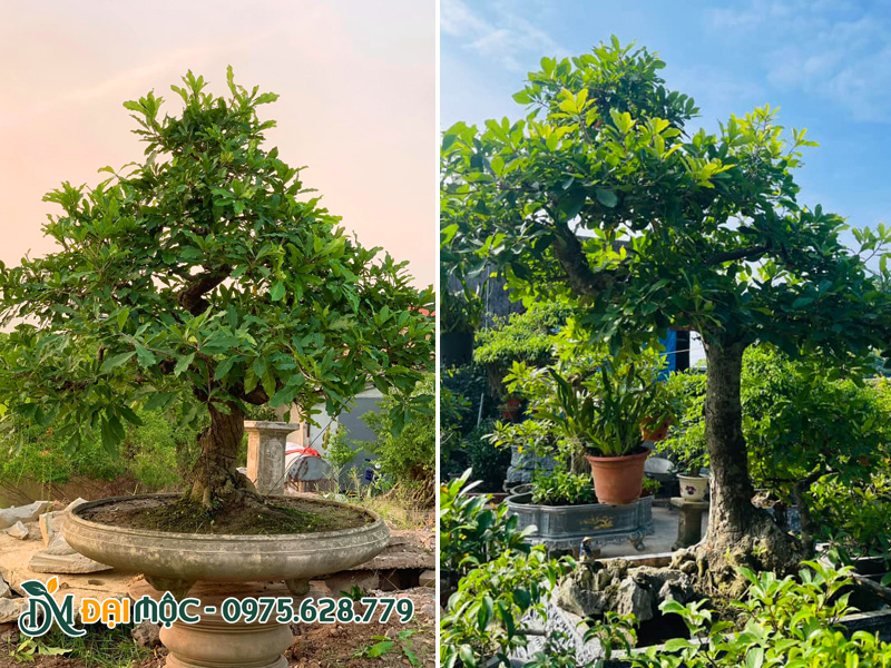 Những chậu lộc vừng cổ thụ bonsai đã tạo dáng đẹp