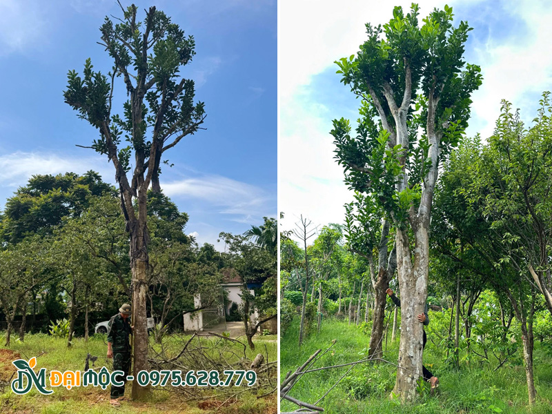 Những gốc bưởi đã dâm ủ đạt chuẩn, cành lá bắt đầu xanh tốt