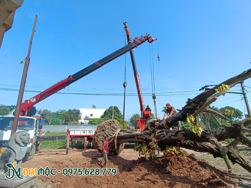 Công nhân nhà vườn đang cho cẩu hạ cây bồ đề cổ thụ vào hố trồng