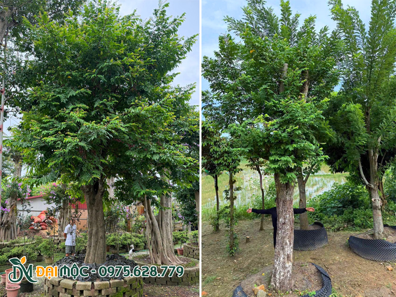 Cây khế cổ thụ tay cành đẹp, xanh tốt đã dưỡng ủ nhiều năm