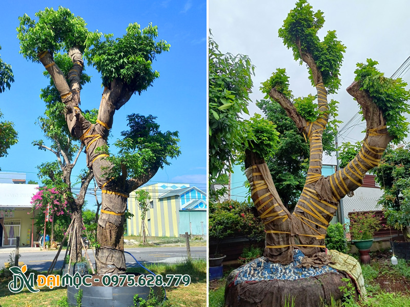 Những gốc nhãn cổ thụ chiều cao khoảng 4m, dáng đẹp và độc đáo