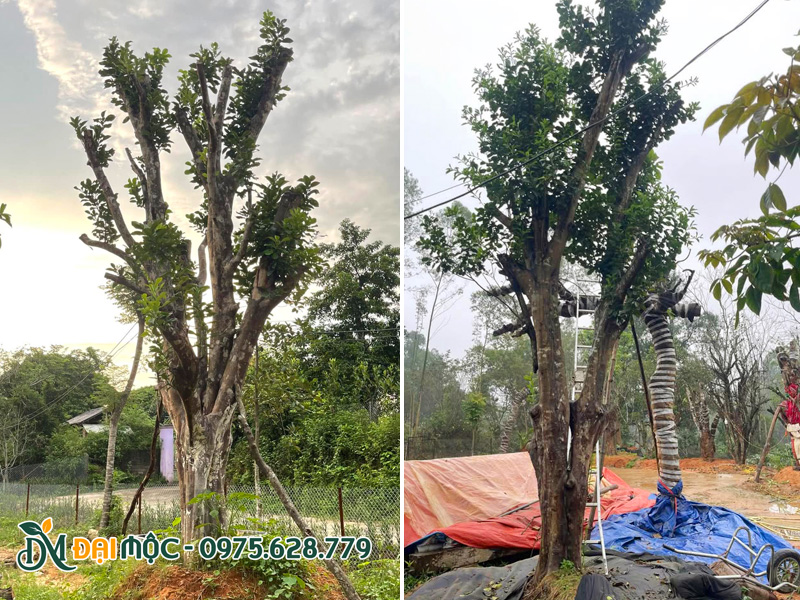 Cây bưởi cổ thụ đường kính gốc lớn, chiều cao 5m