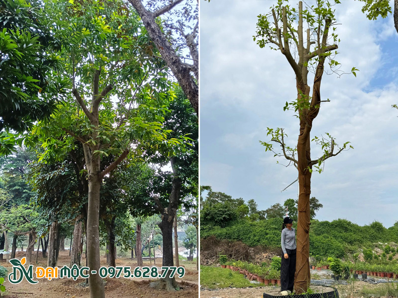Vườn dưỡng ủ cây ngọc lan cổ thụ tại Đồng Nai, cây đường kính gốc từ 35cm trở lên