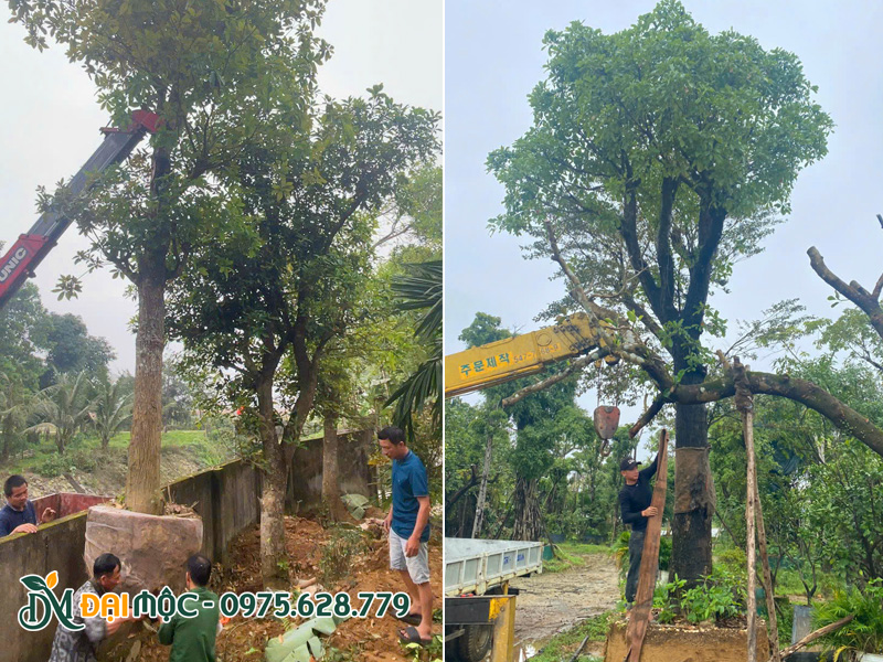 Công nhân đang tiến hàng cẩu hạ cây lộc vừng cổ thụ