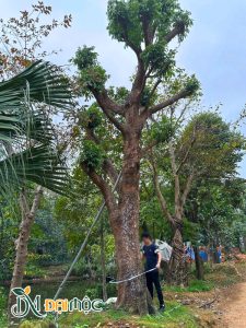 Đo đường kính cho cây nhãn đại thụ tại vị trí cách gốc 1m