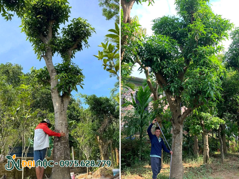 Nhân viên đang tiến hành đo đạc kích thước của những cây xoài cổ thụ vanh gốc 150 - 180cm