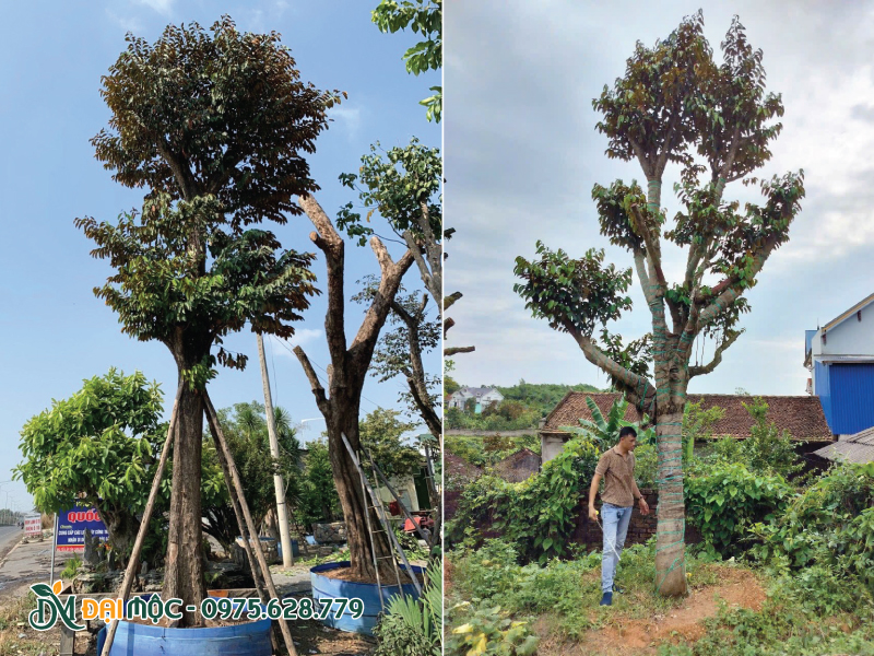 Khung tán cây vú sữa cổ thụ nhìn tổng thể từ xa