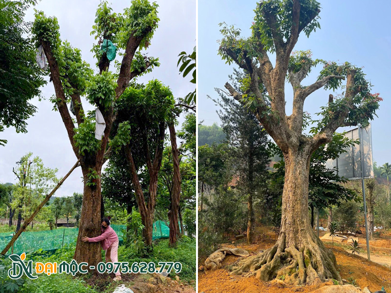 Cây có 6 - 7m, đường kính gốc lớn, bệ rễ khủng