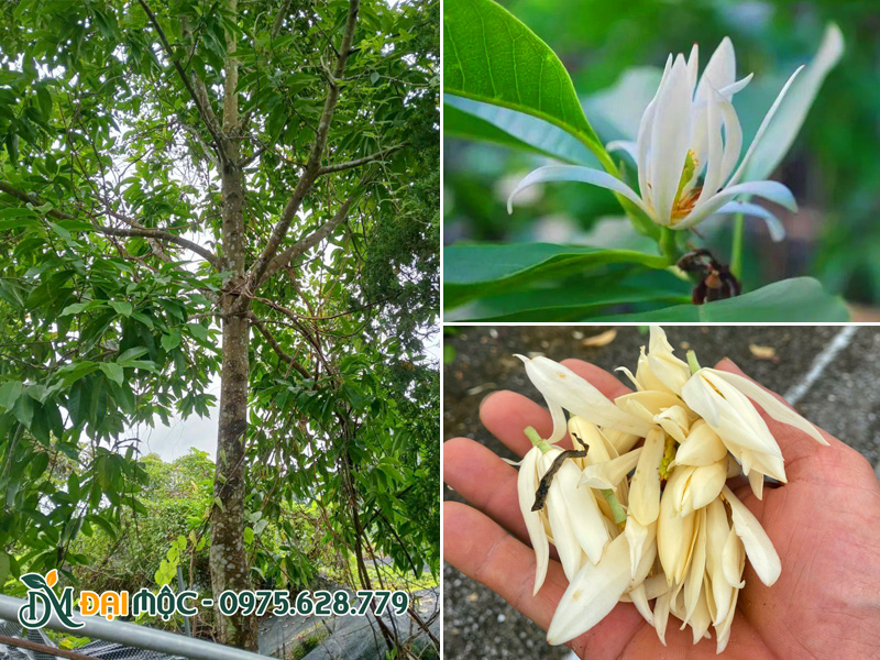 Cây hoa ngọc lan trắng cổ thụ trồng trong sân vườn nhà nhiều năm