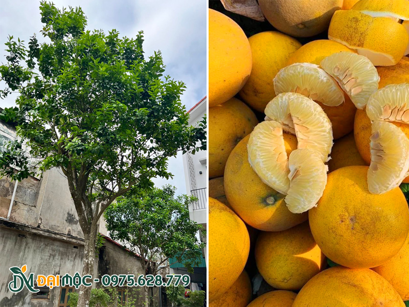 Cây bưởi trồng sân vườn vừa cho bóng mát vừa cho trái ngọt
