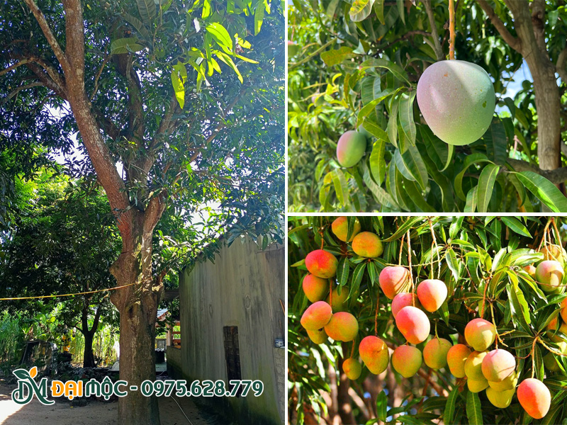 Cây xoài cổ thụ trồng trước cổng nhà