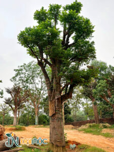 Cây khế đại thụ vanh gốc 200cm
