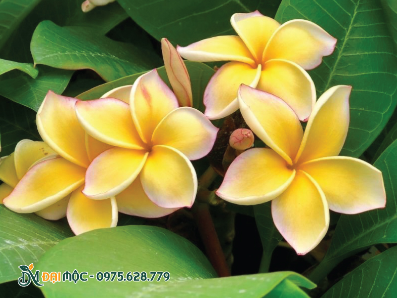 Bông hoa sứ đại vàng đẹp