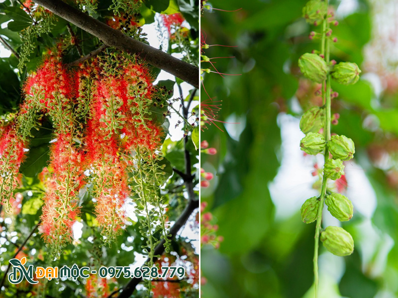 Hoa và quả cây lộc vừng đỏ