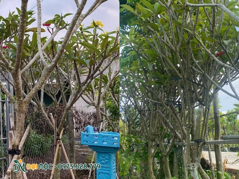 Cành cây đại đỏ có nhiều sẹo hơn đại vàng