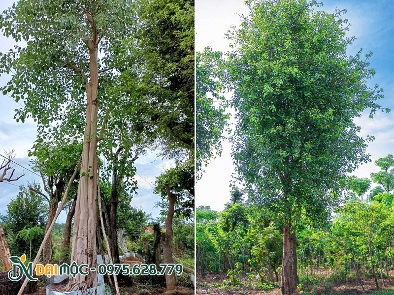 Những cây bồ đề đại thụ cao lớn để trồng công trình tâm linh, khu sinh thái, khu đô thị