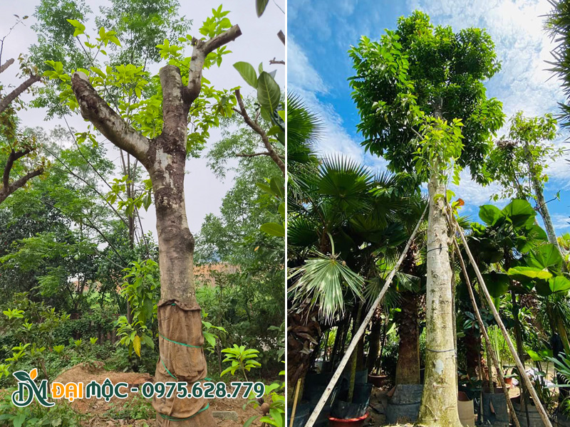 Cây ngọc lan cổ thụ đường kính gốc 40cm đã dâm ủ kỹ