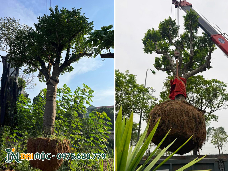 Khế cổ thụ dáng lùn đã dâm ủ thời gian dài, bầu rễ chắc chắn, nhiều rễ tơ