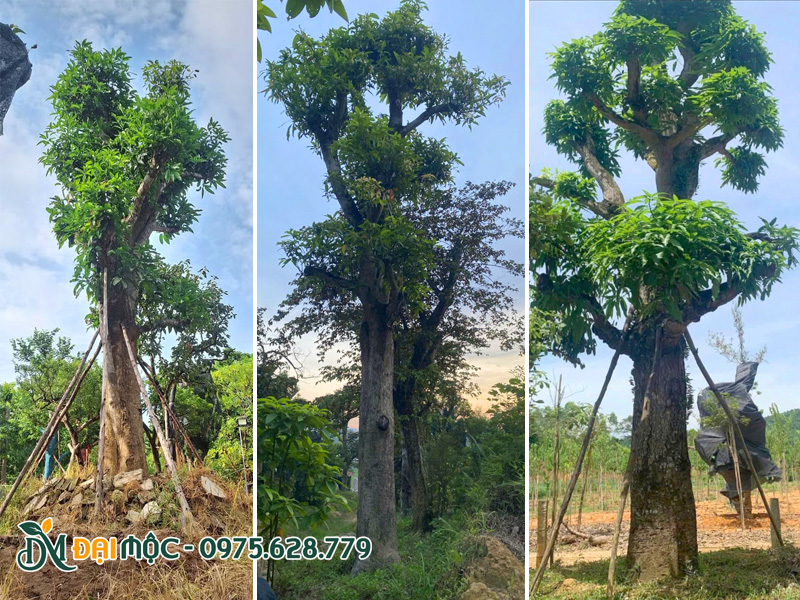 Những cây xoài lâu năm mới dưỡng ủ đã ra chồi non xanh mướt