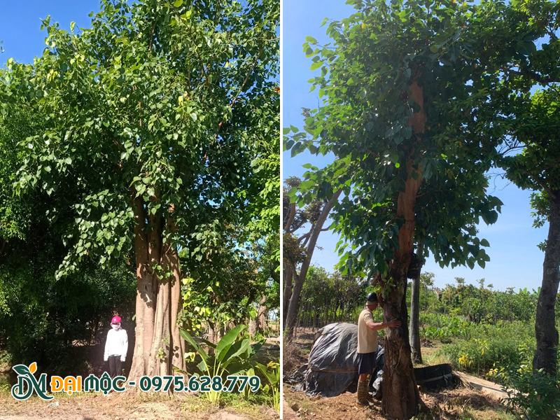 Những gốc cây bồ đề cổ thụ bề thế tại khu vực phía Nam