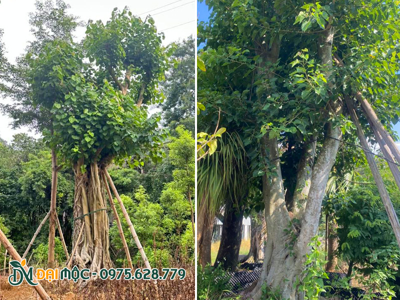 Cây bồ đề đường kính gốc lớn, vanh đạt từ 200cm trở lên