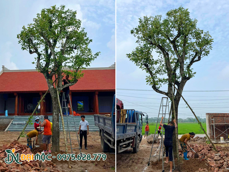 Tiến hành lấp hố, chống cọc cho cây khế cổ thụ cao hơn 5m tại dự án ở Hải Phòng
