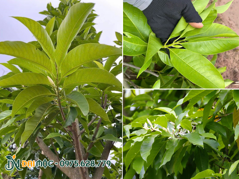 Hình dáng lá cây ngọc lan