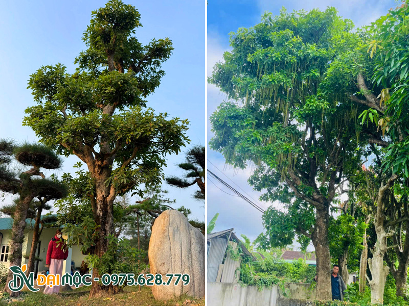 Cây lộc vừng đỏ cổ thụ chiều cao 7 - 8m, vanh gốc 200cm trở lên