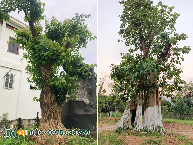Cây bồ đề cổ thụ dáng đẹp, độc nhất vô nhị, đường kính gốc trên 1m