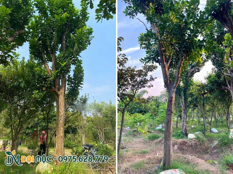 Nhân viên kỹ thuật kiểm tra và đo đạc kích thước cây tại ngay tại bãi ủ cho khách