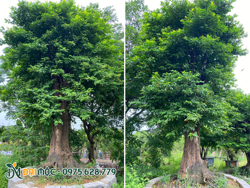 Cây khế cổ thụ vanh gốc trên 200cm, tán cành đẹp, chiều cao khoảng 4m