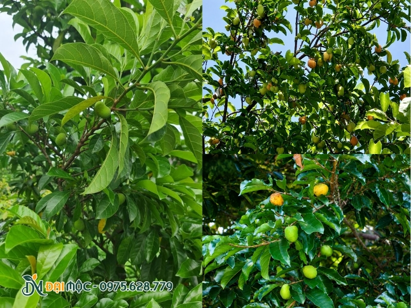 Quả chay chín chuyển sang màu vàng