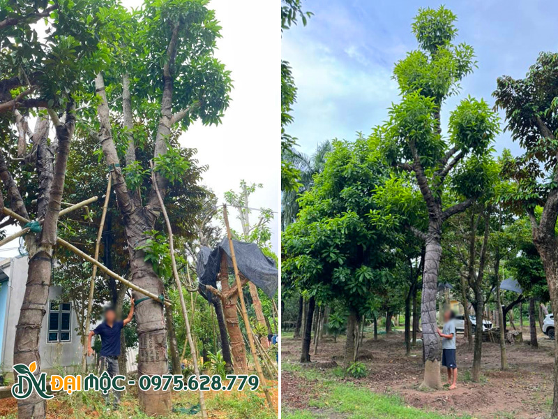 Ngọc lan trắng đại thụ chiều cao hơn 7m
