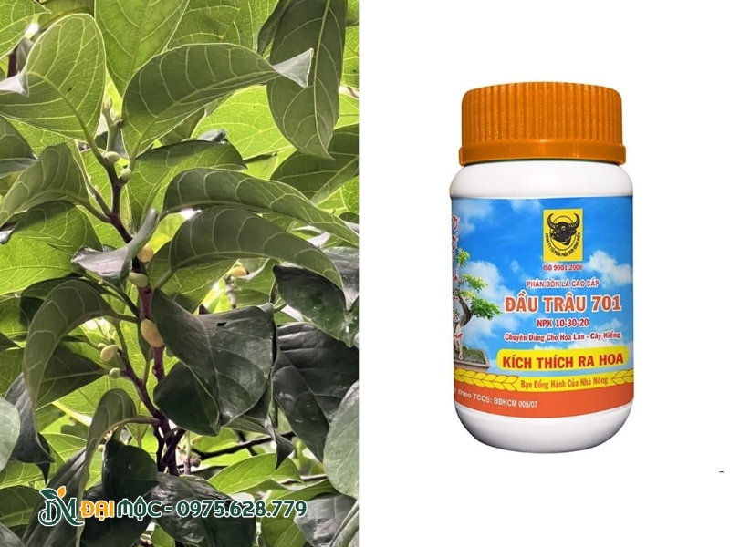 Phân bón kích hoa cho cây chay ruột đỏ