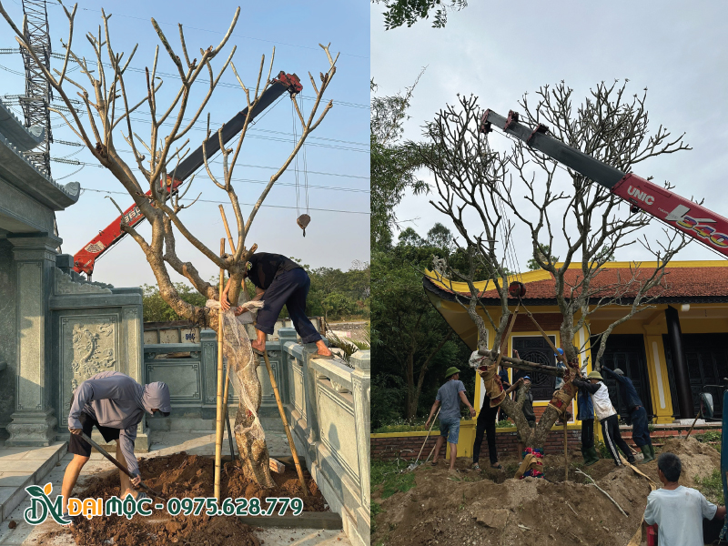Dùng xe cẩu kích thước nhỏ để hạ bầu cây hoa đại
