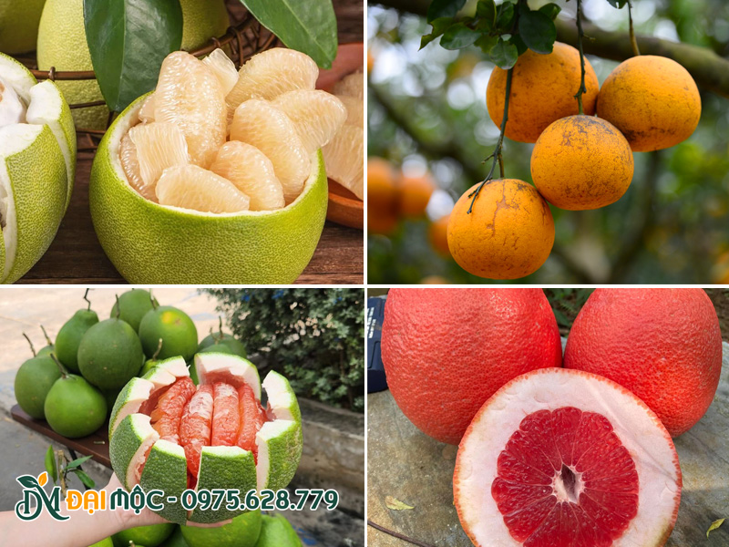 Bưởi có nhiều loại, màu sắc và hương vị sẽ có sự khác nhau