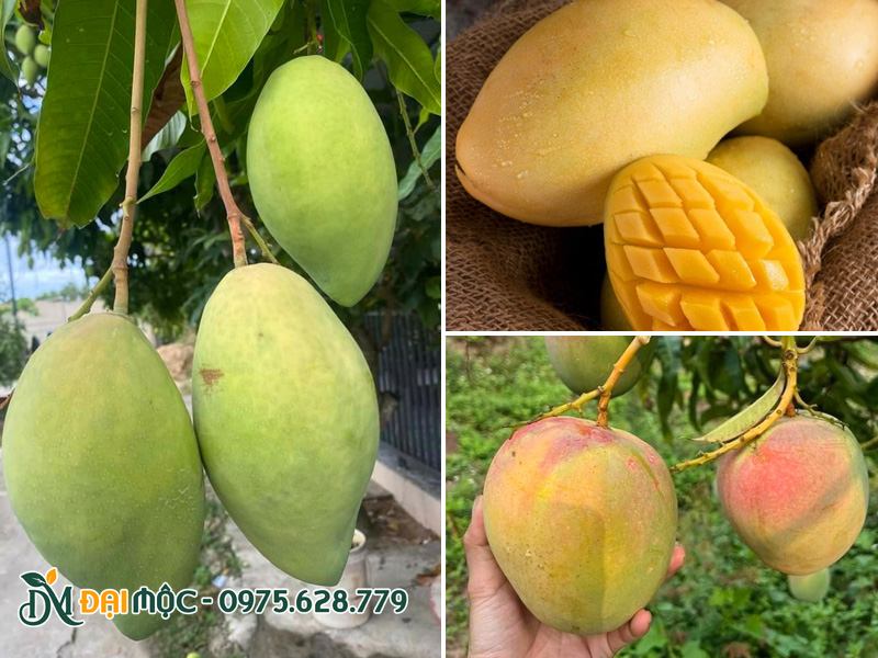 Quả cây xoài