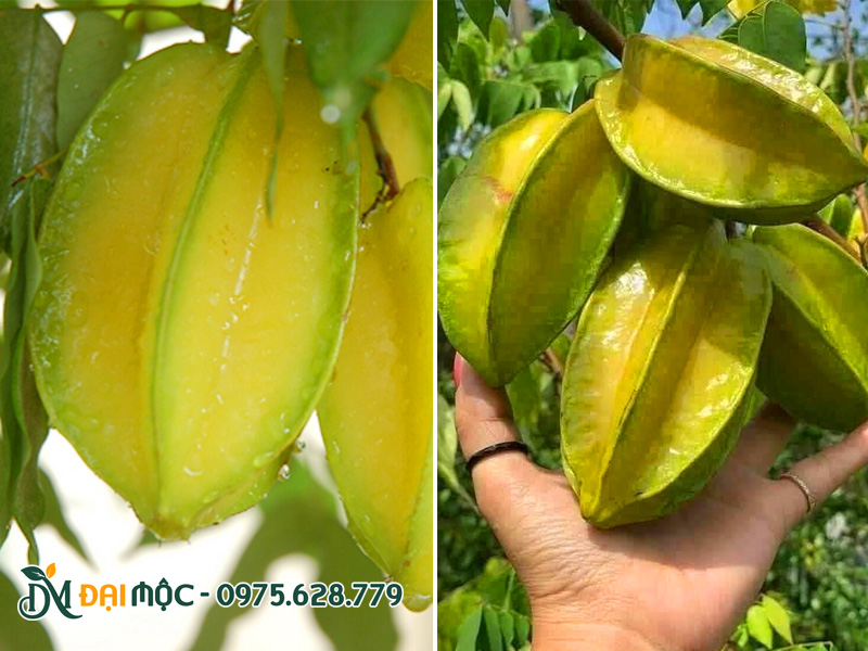 So sánh hình ảnh quả khế chua (bên trái) và khế ngọt (bên phải)