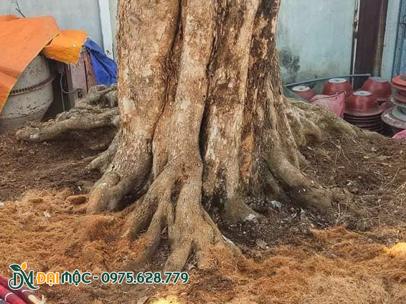 Cận cảnh phần gốc và rễ của cây nhãn cổ thụ đường kính gốc trên 50cm