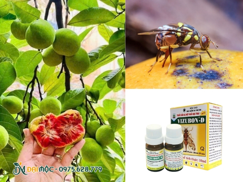 Ruồi vàng châm vào quả chay