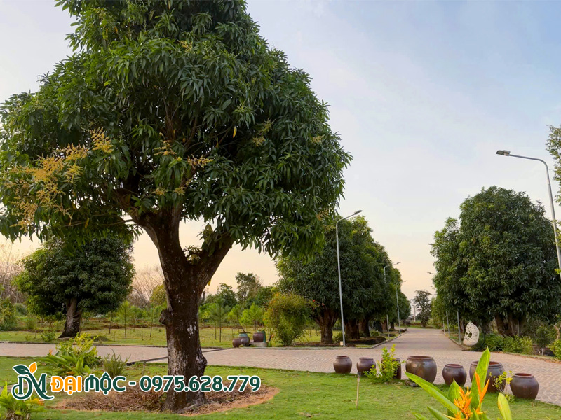 Cây xoài cổ thụ đường kíng gốc hơn 40cm trồng trong khuôn viên resort