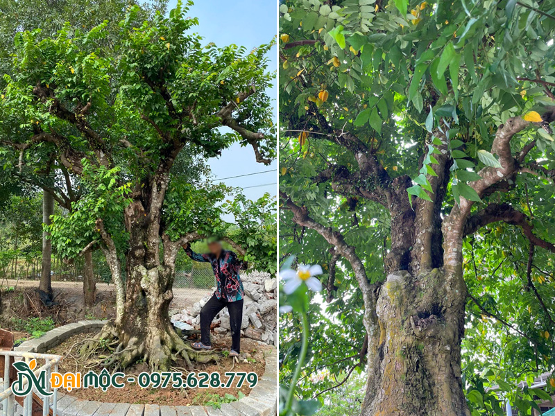 Cây khế cổ thụ dáng đẹp, đã dâm ủ trong bầu nổi nhiều năm