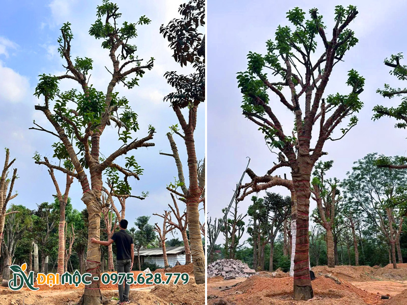 Cây bưởi đại thụ dâm ủ tại vườn ở Văn Giang (Hưng Yên)