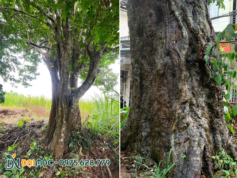Hình ảnh thân cây khế cô thụ gân guốc, nhiều u sần độc đáo